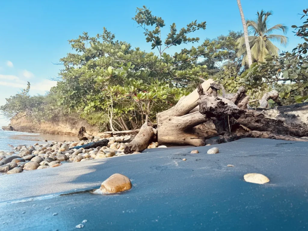 Driftwood and stones scattered across a black sand beach in Colombia, framed by lush green trees and gentle waves.