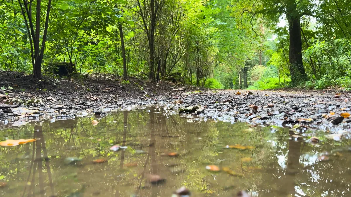 Reflection of trees in a puddle on a forest path in Germany symbolising grounding and self-discovery.